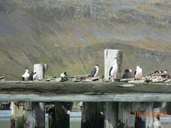 Leucocarbo georgianus