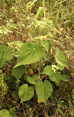Callianthe pauciflora