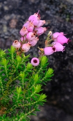 Erica racemosa
