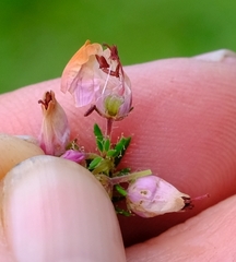 Erica racemosa