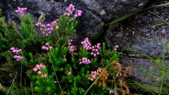 Erica racemosa
