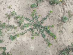 Chamaecrista rotundifolia rotundifolia