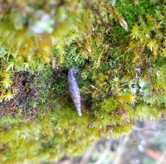 Clausilia