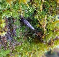 Clausilia