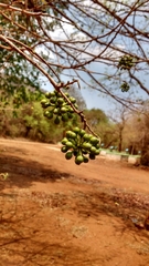 Huberantha cerasoides