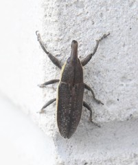 Lixus ochraceus