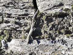 Podarcis muralis