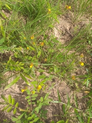 Waltheria operculata