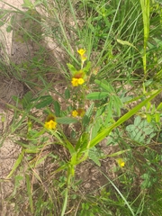Waltheria operculata