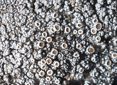 Lecanora cenisia
