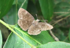 Viola egra