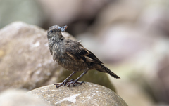 Cinclodes taczanowskii