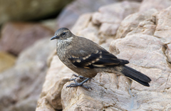 Cinclodes taczanowskii