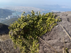 Psychotria serpens