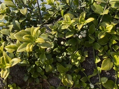 Psychotria serpens
