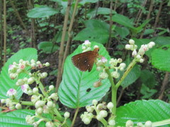 Iambrix salsala luteipalpis