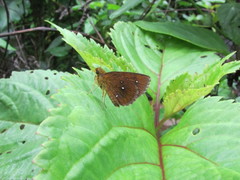 Iambrix salsala luteipalpis