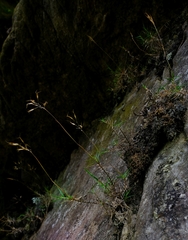 Pentameris acinosa