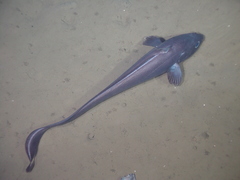 Coryphaenoides acrolepis