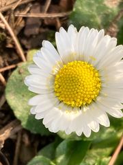 Bellis