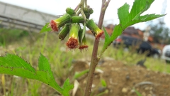 Crassocephalum crepidioides