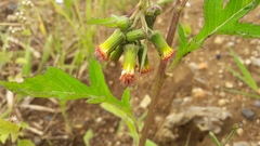 Crassocephalum crepidioides