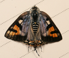 Cigaritis natalensis