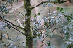 Phylloscopus collybita