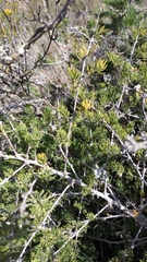 Asparagus mucronatus