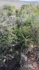 Asparagus mucronatus