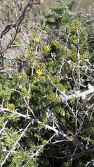 Asparagus mucronatus