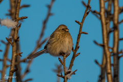 Carpodacus sibiricus