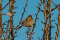 Carpodacus sibiricus