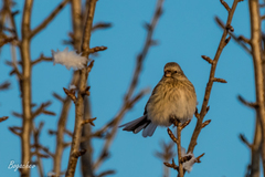 Carpodacus sibiricus