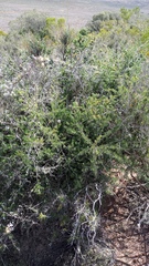 Asparagus mucronatus