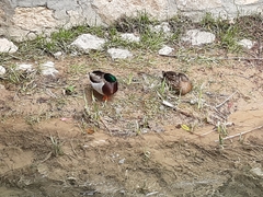 Anas platyrhynchos