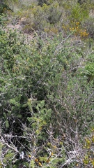 Asparagus mucronatus