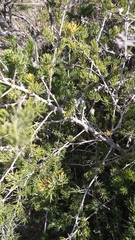 Asparagus mucronatus