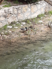 Anas platyrhynchos