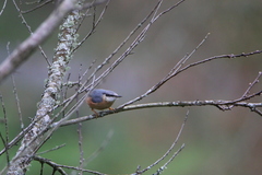 Sitta europaea