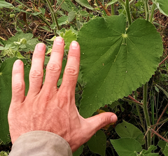 Callianthe pauciflora