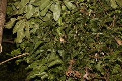 Correlophus ciliatus