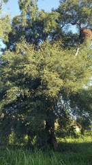 Libidibia paraguariensis