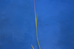 Digitaria cognata