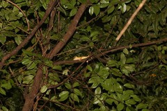 Correlophus ciliatus