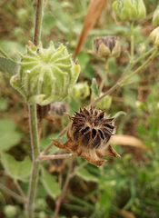 Callianthe pauciflora