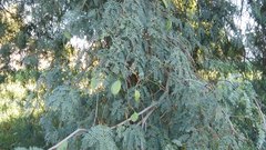 Libidibia paraguariensis