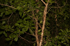 Correlophus ciliatus