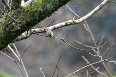 Regulus ignicapilla