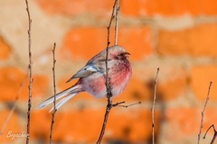 Carpodacus sibiricus